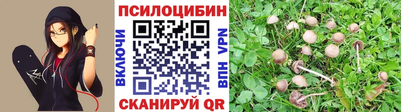 Галлюциногенные грибы Psilocybe  Луховицы 